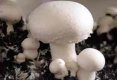 Cateva curiozitati legate de ciuperci-2