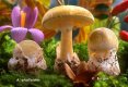 Cateva curiozitati legate de ciuperci-3