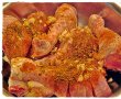 Ciocănele de pui cu capere și ciuperci marinate-2