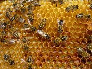 Albinele si mierea II