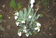 Florile....-25