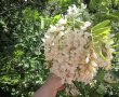 Dulceață din flori de salcâm-5