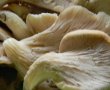 Ciuperci pleurotis pane-1
