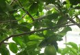 Bucătăraş hai –hui – Grădina Botanică „Vasile Fati” Jibou-12