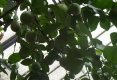 Bucătăraş hai –hui – Grădina Botanică „Vasile Fati” Jibou-14