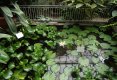 Bucătăraş hai –hui – Grădina Botanică „Vasile Fati” Jibou-16