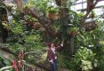 Bucătăraş hai –hui – Grădina Botanică „Vasile Fati” Jibou-33