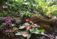 Bucătăraş hai –hui – Grădina Botanică „Vasile Fati” Jibou-34