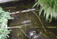 Bucătăraş hai –hui – Grădina Botanică „Vasile Fati” Jibou-35