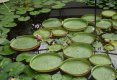 Bucătăraş hai –hui – Grădina Botanică „Vasile Fati” Jibou-52