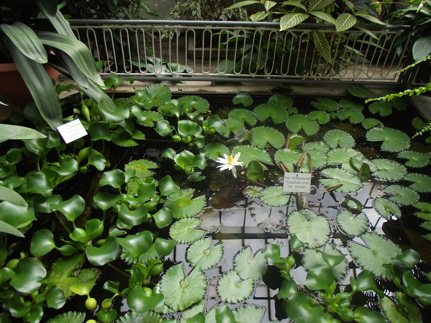 Bucătăraş hai –hui – Grădina Botanică „Vasile Fati” Jibou