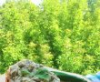 Salata de vinete cu coriandru-8