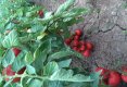 Vreti legume cu gust si cultivate sanatos? www.tomatina.ro este locul in care le gasiti!-3