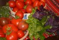 Vreti legume cu gust si cultivate sanatos? www.tomatina.ro este locul in care le gasiti!-11
