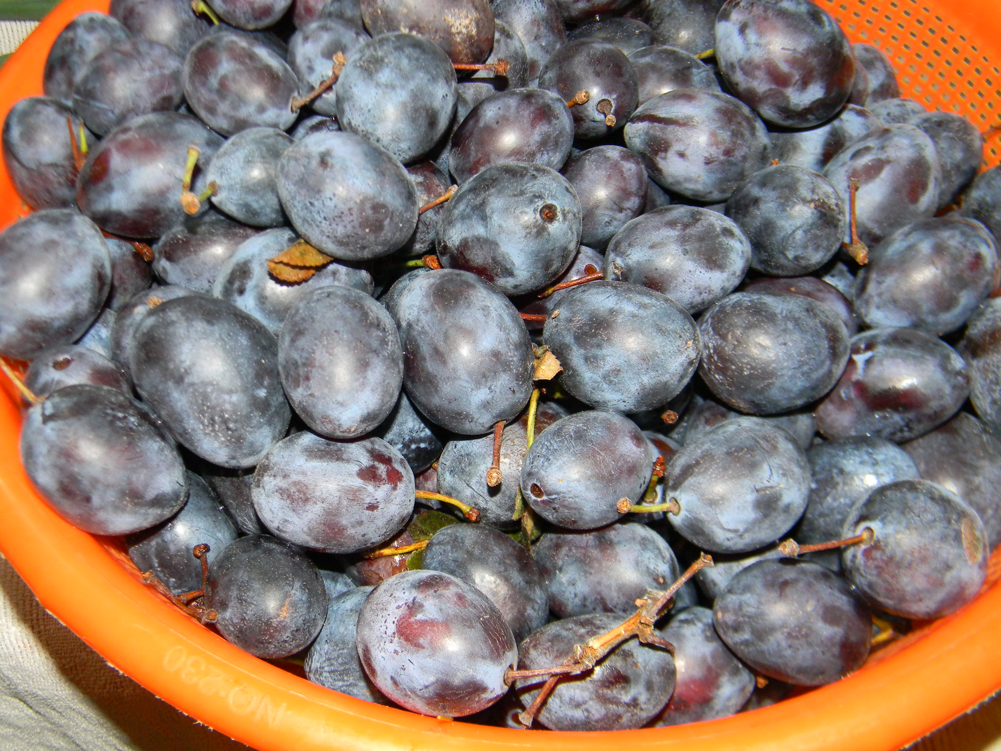 Silvoita de prune ( fara  zahar )
