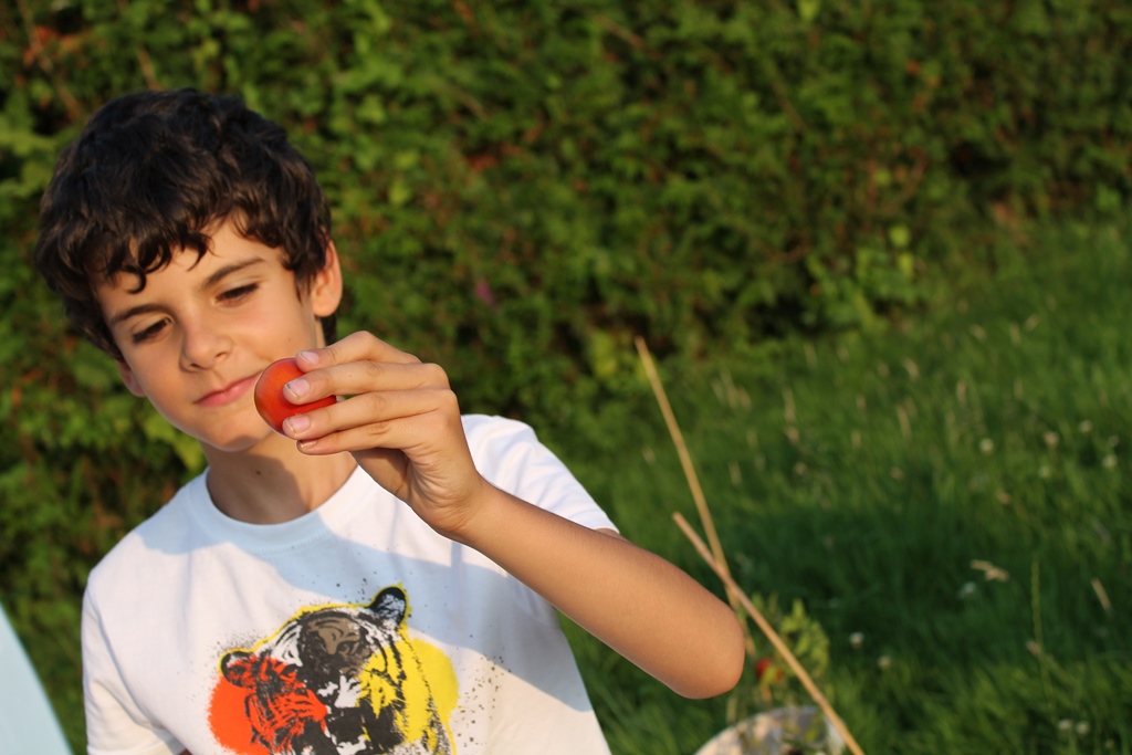 5 lucruri pe care le-a invatat fiul meu cultivand cateva rosii ....