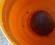 Prajitura cu branza si jeleu de visine-1