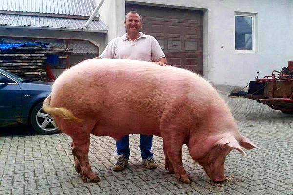 Cum arata cel mai mare porc din Romania - are peste o jumatate de tona