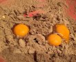 Tarta cu ciocolata, frisca si fructe de padure-8