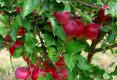 Pastrarea nucilor si merelor pentru prajituri, cu ajutorul FoodSaver-2