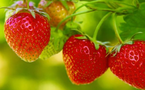 Totul despre capsuni, fructele vedeta ale sezonului - recomandarile doamnei dr. Mihaela Gologan