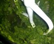 Vafe- Gaufres sarate cu broccoli-0