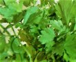 Salata de fasole verde fideluta cu iaurt cremos-12