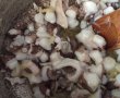 Supa de caracatita-1