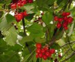Dulceata din cirese de mai-0