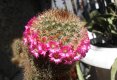 Superbii cactusi ai Inei!!!!-2