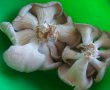 Ciorba cu ciuperci pleurotus si smantana-3