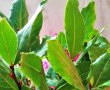 Ciorba taraneasca de vara-8