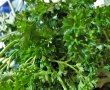 Ciorba taraneasca de vara-12