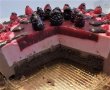 Desert tort Maria-34