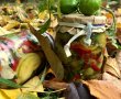 Salata ruseasca de gogonele verzi la borcan (la rece)-7