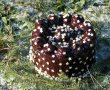 Tort ''noi doi si 32 de ani'' - Desertul aniversar plin de savoare-26