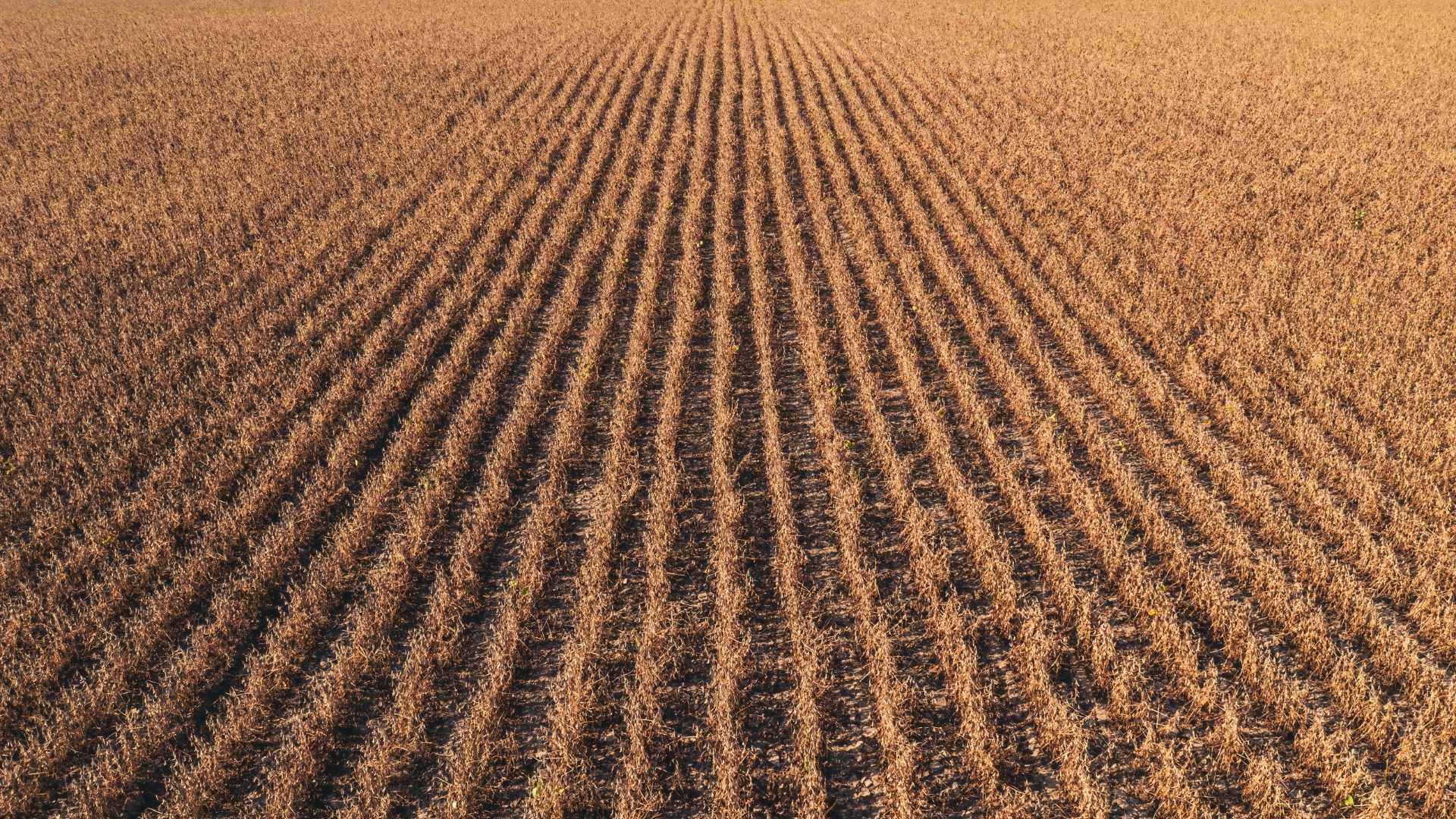 Agricultura își schimbă abordarea:  mai puține lucrări, mai multă protecție pentru sol