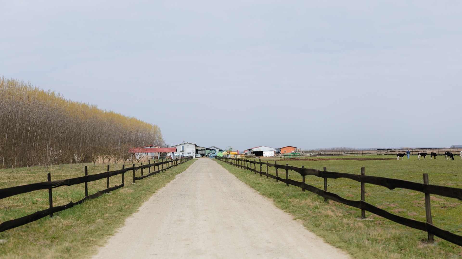 O fermă din Odoreu arată cum tehnologia poate schimba  viața din zootehnie
